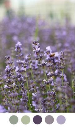 LAVENDEL Heerlijk Geurend Lavendel Kleurenpalet Paars Lila En