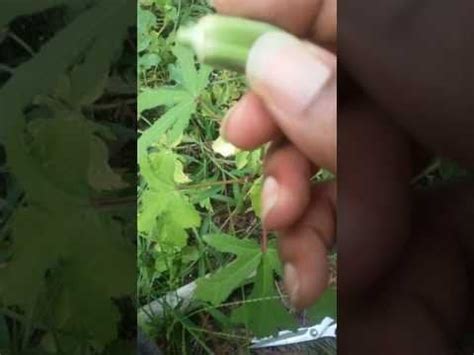 Okra Harvesting : r/gardening