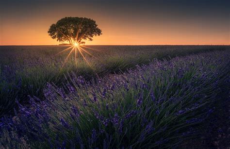 280 Lavender HD Wallpapers And Backgrounds, 46% OFF