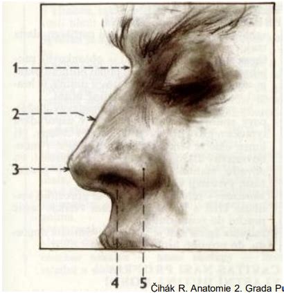 Anatomy Lecture 6 Nose Nasal Cavity Larynx Flashcards Quizlet