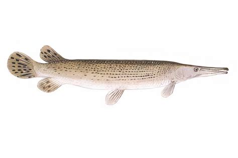 Arkansas State Fish - Alligator Gar | The 50 United States: US State ...