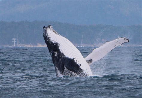 Whale Recognition Ocean Magazine