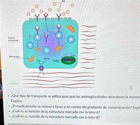 Solved Qu Tipo De Transporte Se Utiliza Para Que Los A