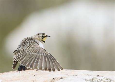 Horned Larks Translucent Wings Mia Mcphersons On The Wing Photography