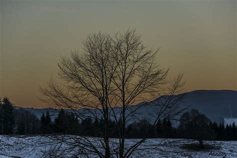 Respirare Gli Alberi Sono Lo Sforzo Infinito Della Ter Flickr