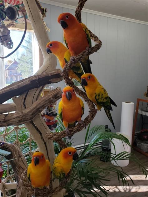 Sun Conure Parrot Bird Wildlife Pet Artofit