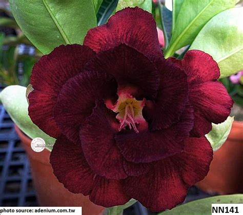 Adenium Obesum Wine Red Double Petal Desert Rose Sabi Star