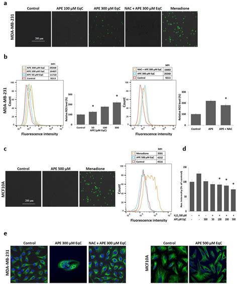 APE Increases ROS Accumulation In MDA MB 231 Cells While It Displays