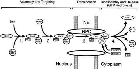 Model For Steps In The Crm1 Mediated Nuclear Export Pathway The