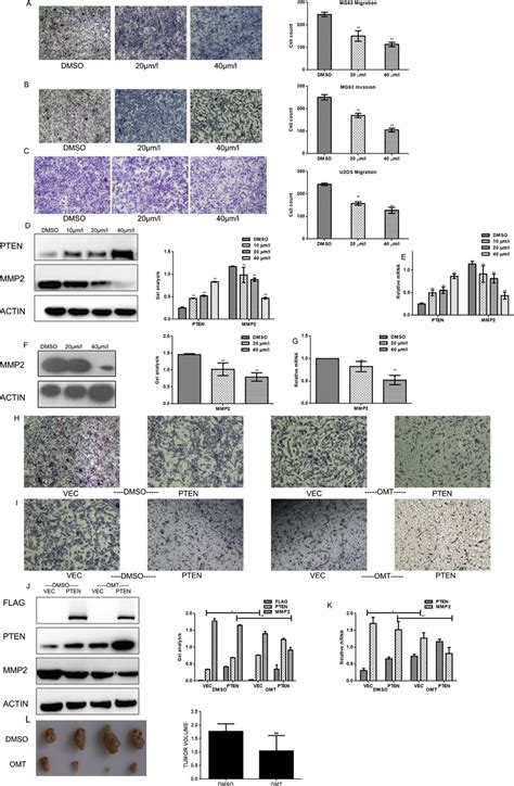 Omt Represses The Migratory And Invasive Potential Of Mg A B Mg