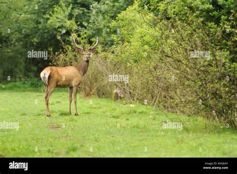 Wild Red Deer In Nature Stock Photo Alamy