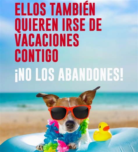 Móstoles Lanza Una Campaña Contra El Abandono De Mascotas En Verano