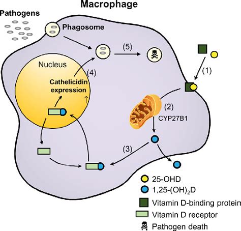 Figure From The Role Of Vitamin D In Sarcoidosis Semantic Scholar