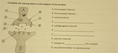 Solved: Complete the missing labels on this diagram of the synapse. A A ... 