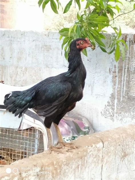 Rooster Agro Black Asil Chick At Rs 250pair In Kothagudem Id