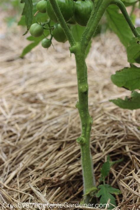 Here S A Quick Way To Prune Indeterminate Tomato Plants Pruning