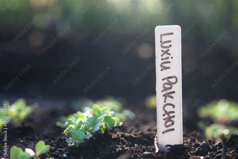 Luxiu Pak Choi Seedling In Spring Garden With Name Marker Defocused