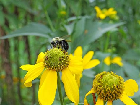 HD wallpaper: bee, pollinating, worker bee, insect, pollen, pollination ...