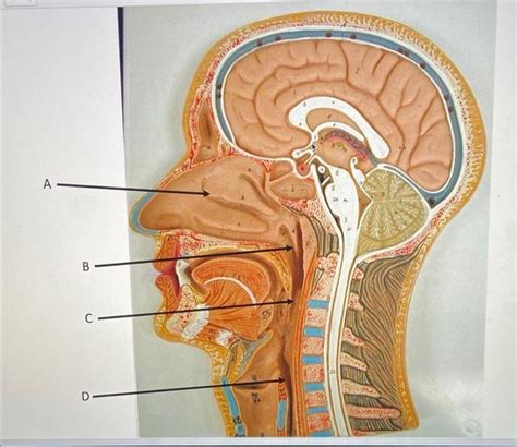 Solved Label The Following Nasopharynx Oropharynx Chegg