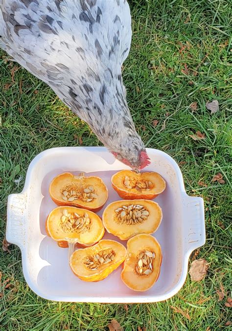 Pumpkin Treats For Chickens Fresh Eggs Daily With Lisa Steele