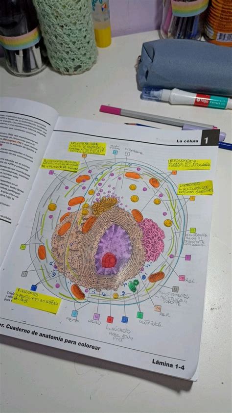 Netter De Anatom A Para Colorear La C Lula Libros De Anatomia