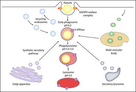 Phagocytosis An Immunobiologic Process Immunity