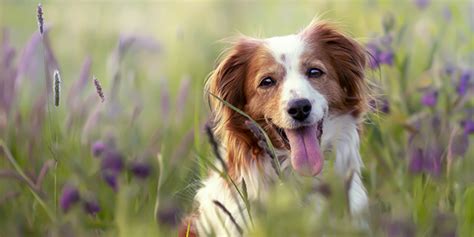 13 signes qui montrent que votre chien est en bonne santé