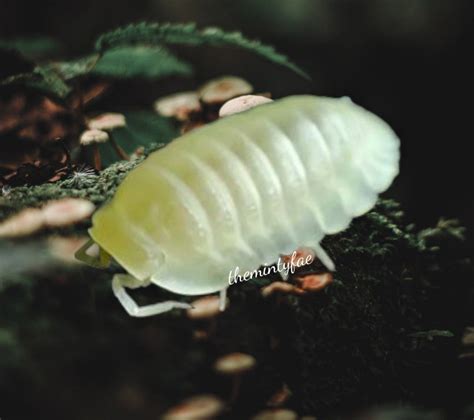 Isopod Cubaris Glacier Pet Supplies Pet Food On Carousell