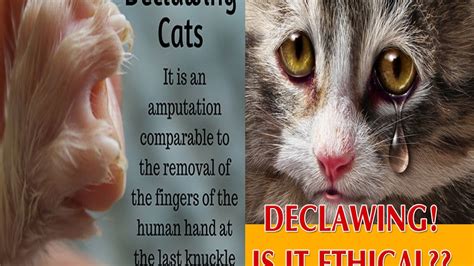 Cat Declaw Diagram