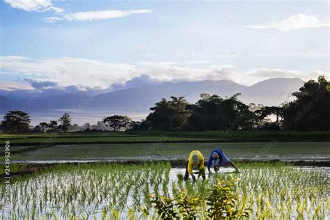 Philippines farmers planting rice Stock Photo | Adobe Stock