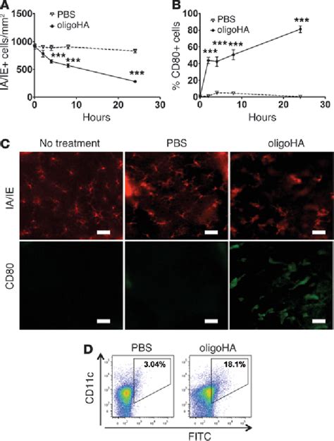 Figure From Hyaluronan Digestion Controls Dc Migration From The Skin