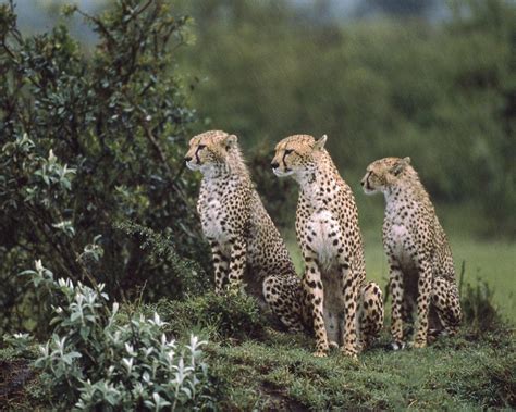 Imagenes Amor Facebook Fotos Hermosas Fotos De Animales En La Selva Hd