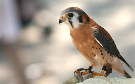 crecerelle damerique american kestrel au zoo de granby flickr