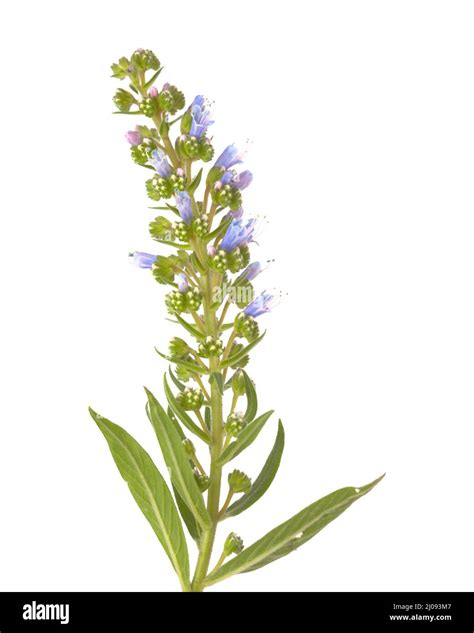 Flora Of Gran Canaria Echium Callithyrsum Blue Bugloss Of