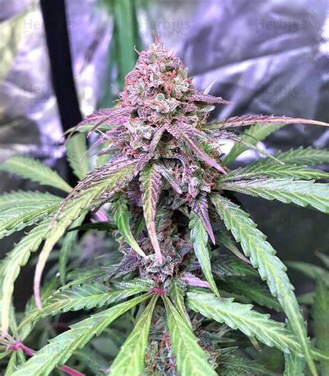 Auto Pineapple Express Fem Seeds For Sale Strain Information And