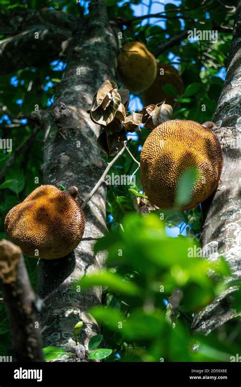 Jackfruit Tree Or Bread Tree And Young Jackfruits Stock Photo Alamy