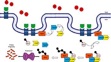 Proposed Mechanism By Which Hsp Chip Interaction Mediates The