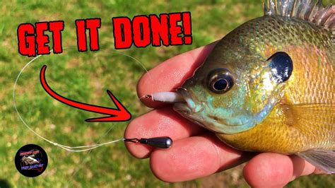 How To Make The Drop Shot Rig Drop Shot Fishing For Bluegill Youtube