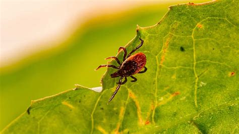 After An Absence New Englands Ticks Are Back — And Hungry