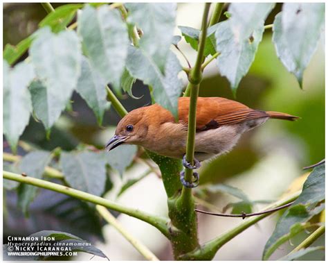 Birds from Mindanao | | :: Birding Adventure Philippines | Guided ...