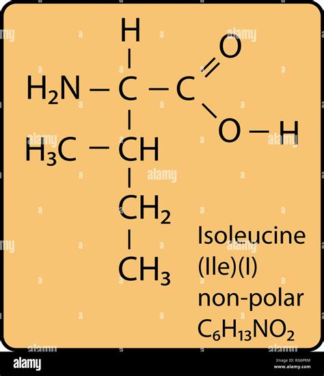 Isoleucine Amino Acid Molecule Hi Res Stock Photography And Images Alamy