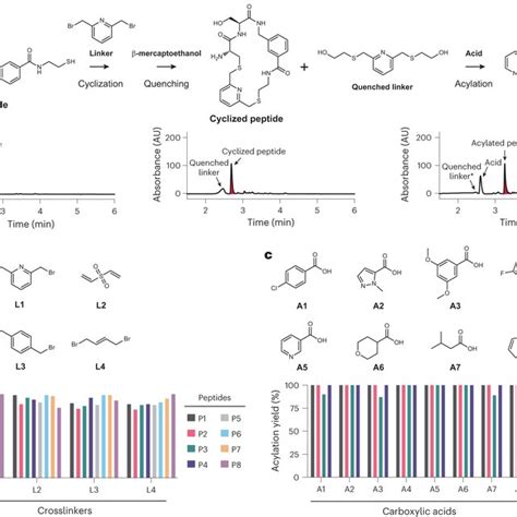 Cyclization And N Acylation Of Peptides For Library Generation A