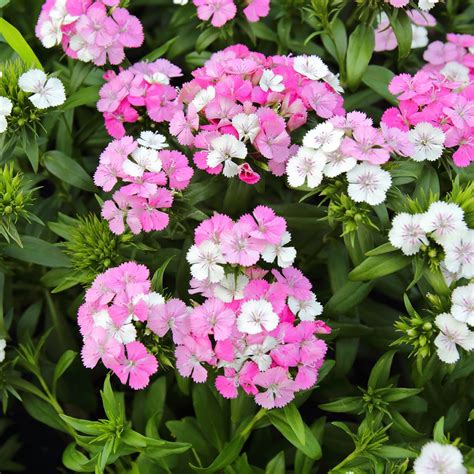 Dianthus X Barbatus Jolt Pink Magic With Flowers Which Change From