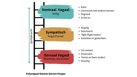 Wat Is De Polyvagaaltheorie Vitakracht