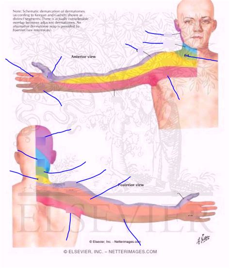 Upper Limb Dermatomes Diagram Quizlet