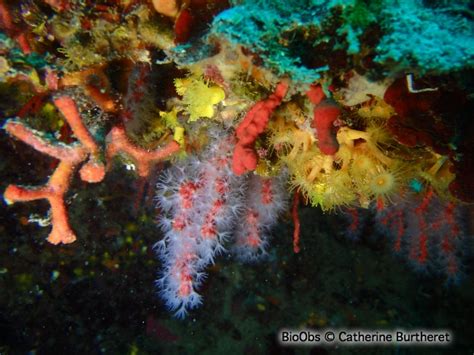 Corail Rouge Corallium Rubrum Bioobs