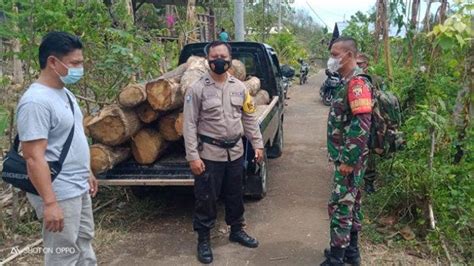 Polisi Tangkap Dua Terduga Pelaku Illegal Logging Di Desa Pangkungparuk