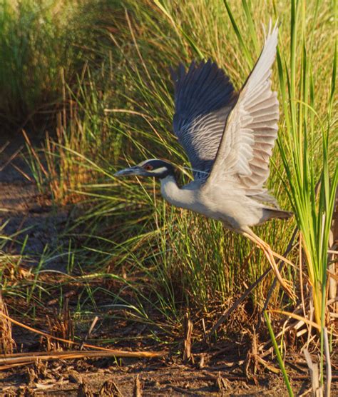 Louisiana Master Naturalist Blog Louisiana Master Naturalist