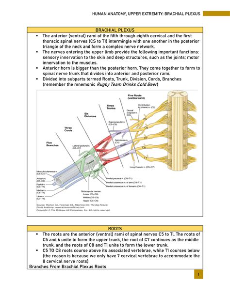 Solution Anatomy Upper Limb Brachial Plexus Mnemonics Studypool Porn