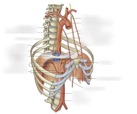 Thoracic Wall Arteries Diagram Quizlet